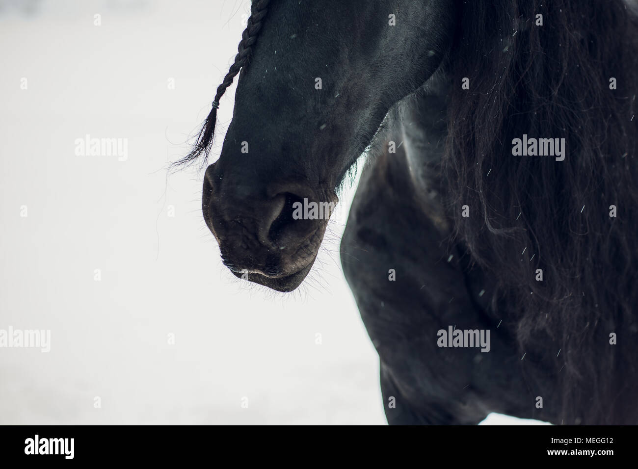 Étalon frison courir en hiver. Horse Banque D'Images