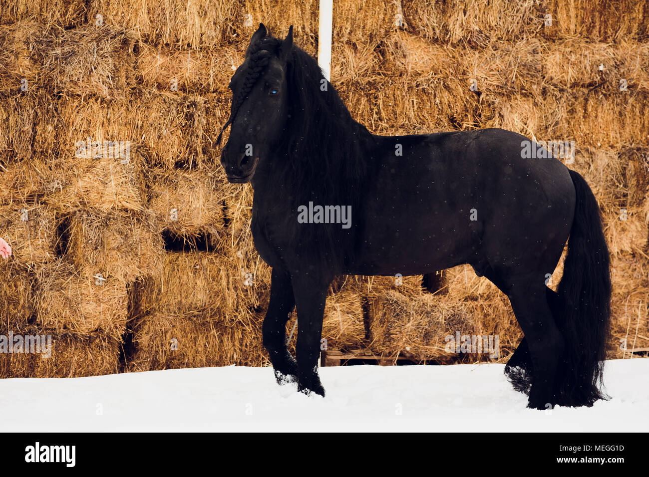 Étalon frison courir en hiver domaine. un cheval dans l'arrière-plan d'une botte de Banque D'Images