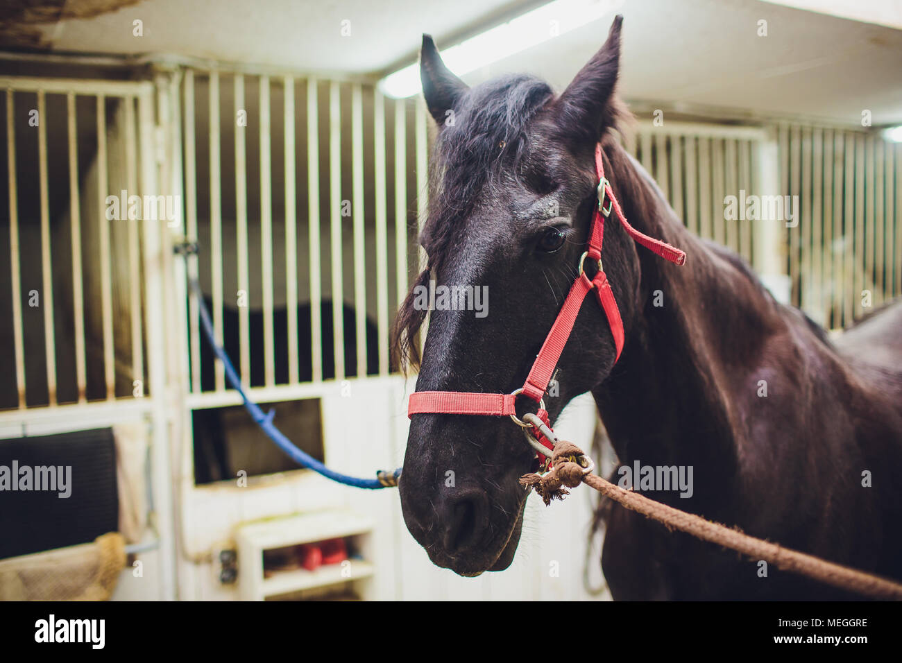 Cheval Arabe anglo-regardant dans les écuries de chevaux Banque D'Images