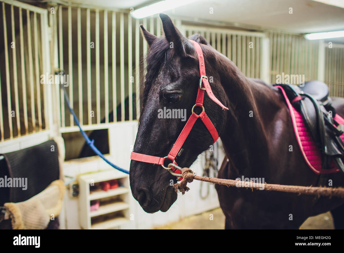 Cheval frison noir en stable. Personnes déplacées dans les Pays-Bas. Banque D'Images