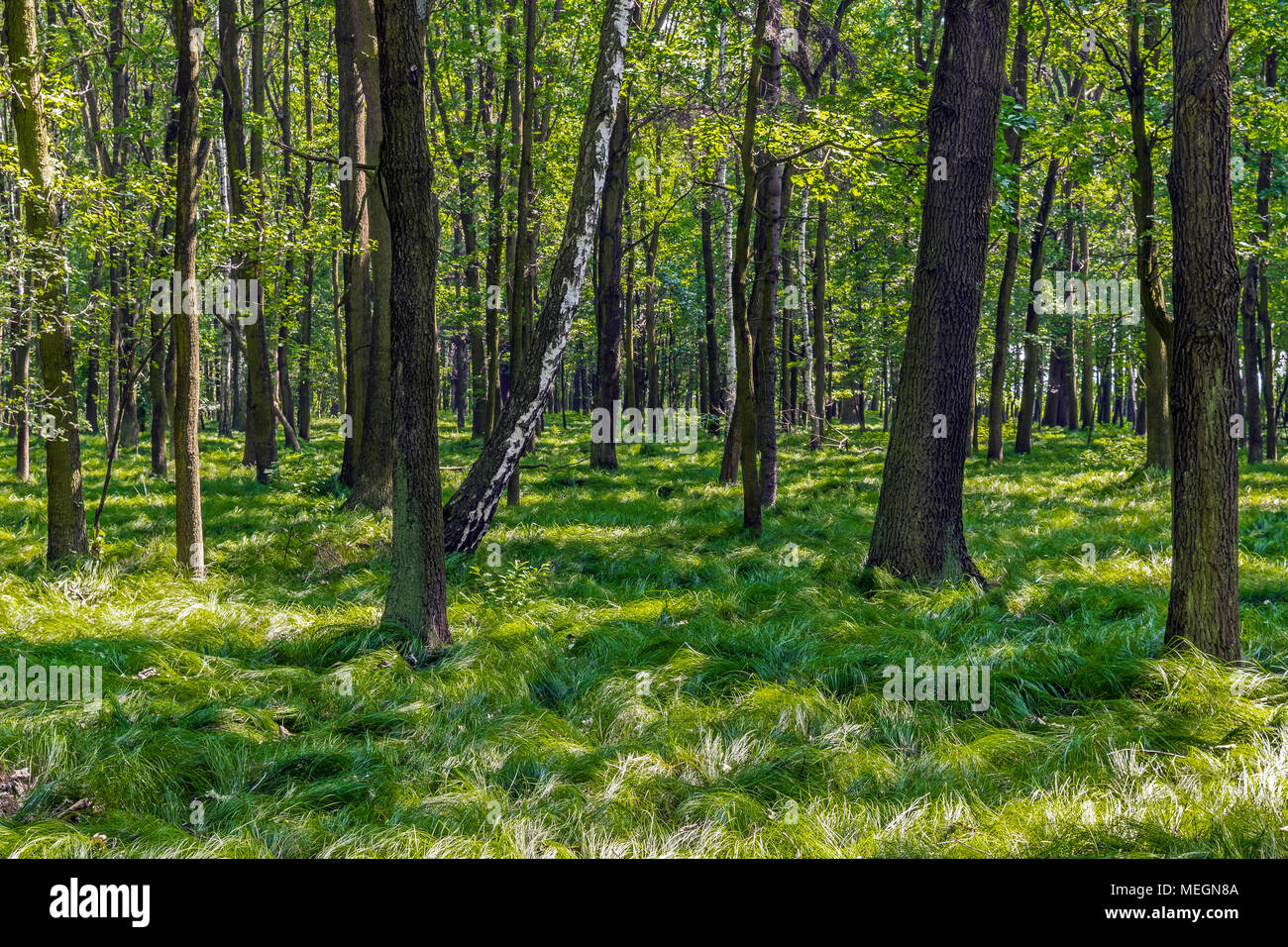 Forêt d'été naturel d'arbres couverts de mousse et de Grassy literie à Zabrze, des forêts des hautes terres de Silésie, Pologne. Banque D'Images