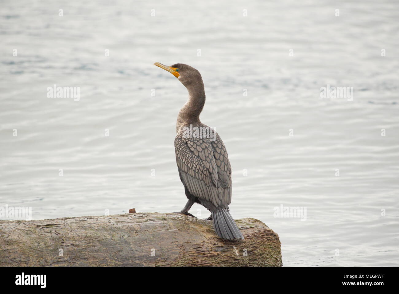 Cormoran à aigrettes (Phalacrocorax auritus) ailes repliées sur un journal sur le fleuve Fraser. Banque D'Images