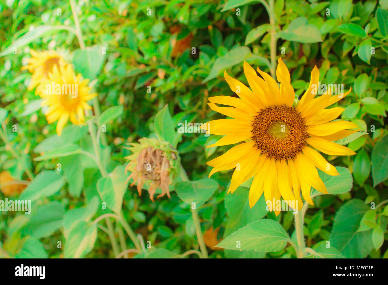 Les tournesols, les fleurs de très beaux jaunes fleurs en Thaïlande, le tournesol possède une abondance d'avantages pour la santé. Banque D'Images