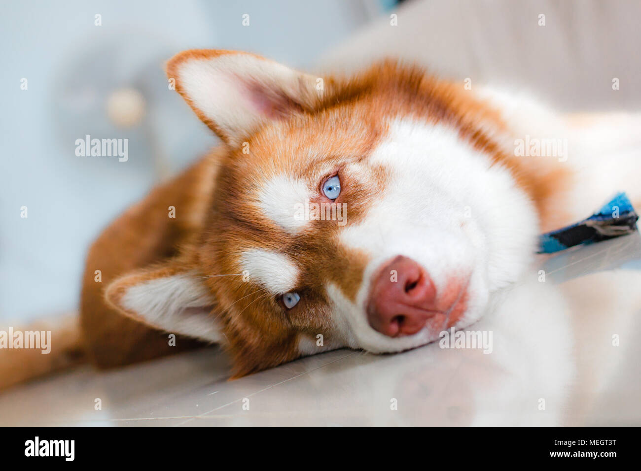 Portrait of Siberian Husky en chambre, chien de race pure. Banque D'Images
