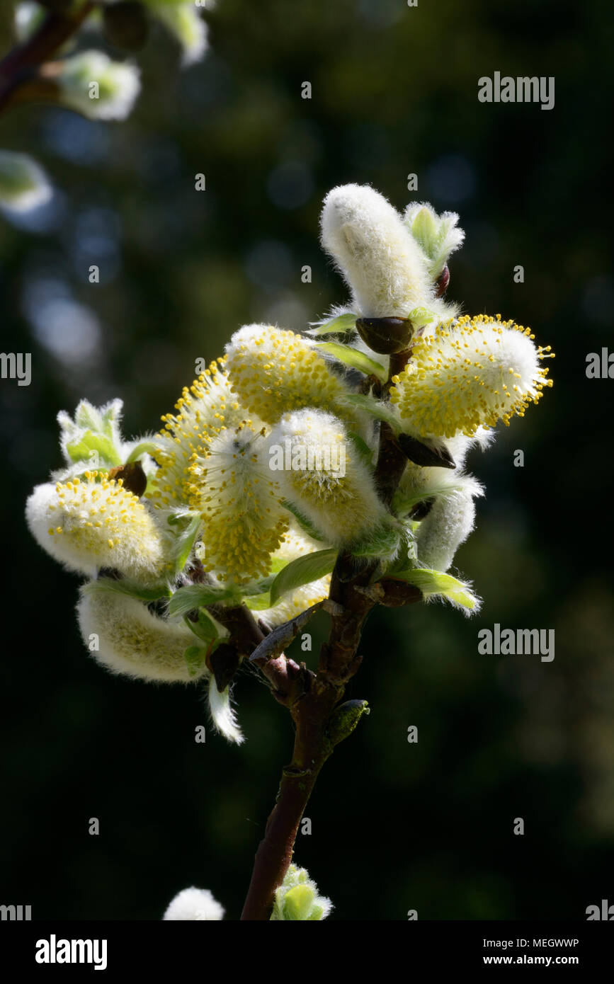 Hallebarde willow Salix hastata Wehrhahnii [chatons] au printemps Banque D'Images