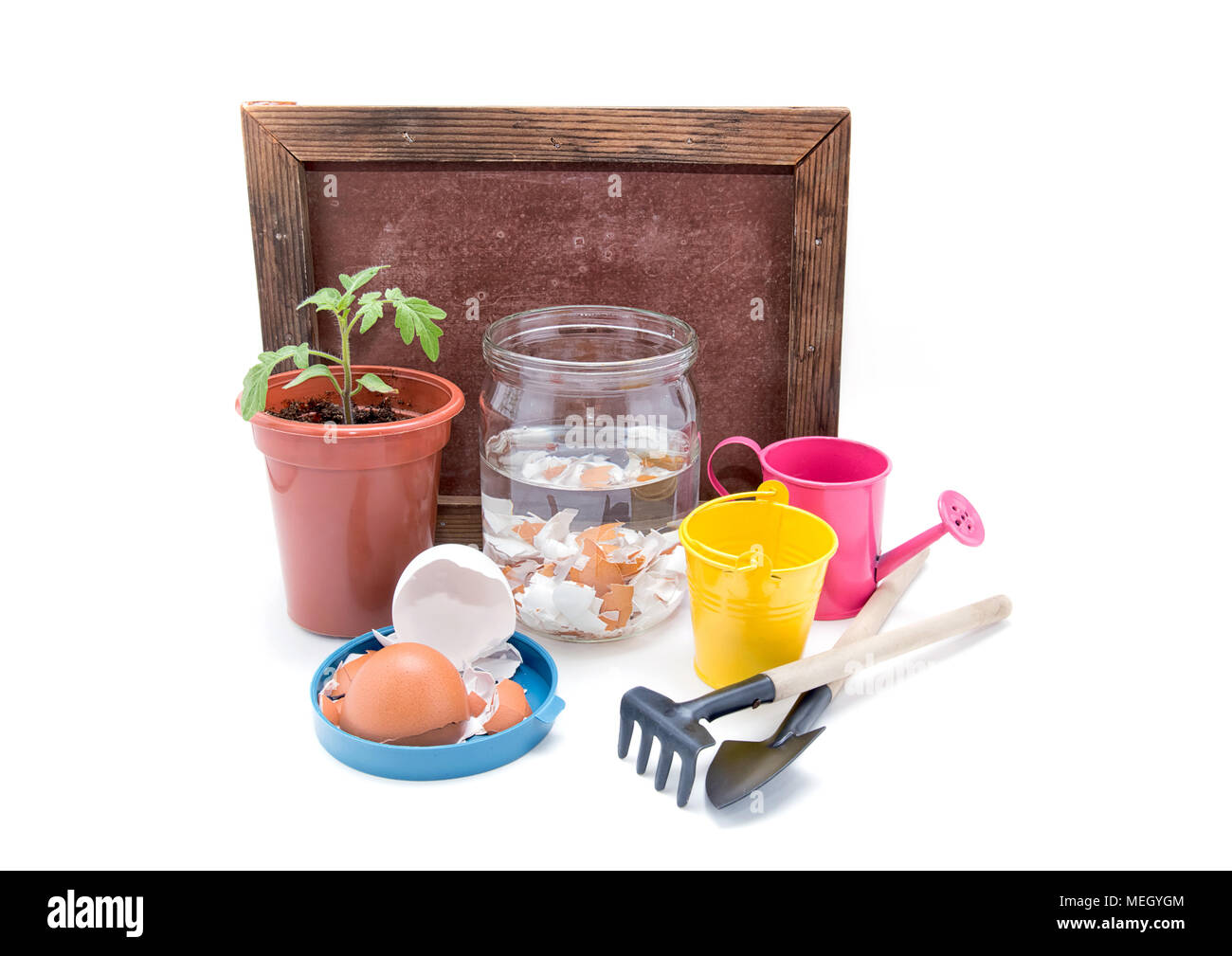 Top-dressing des tomates avec du calcium. Les semis de tomates et de coquille d'dans un pot avec de l'eau sur un fond blanc Banque D'Images