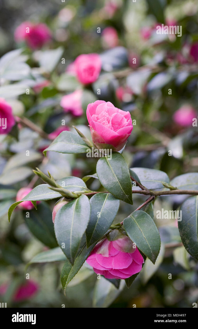 Camellia x williamsii 'Debbie' fleurit au printemps. Banque D'Images