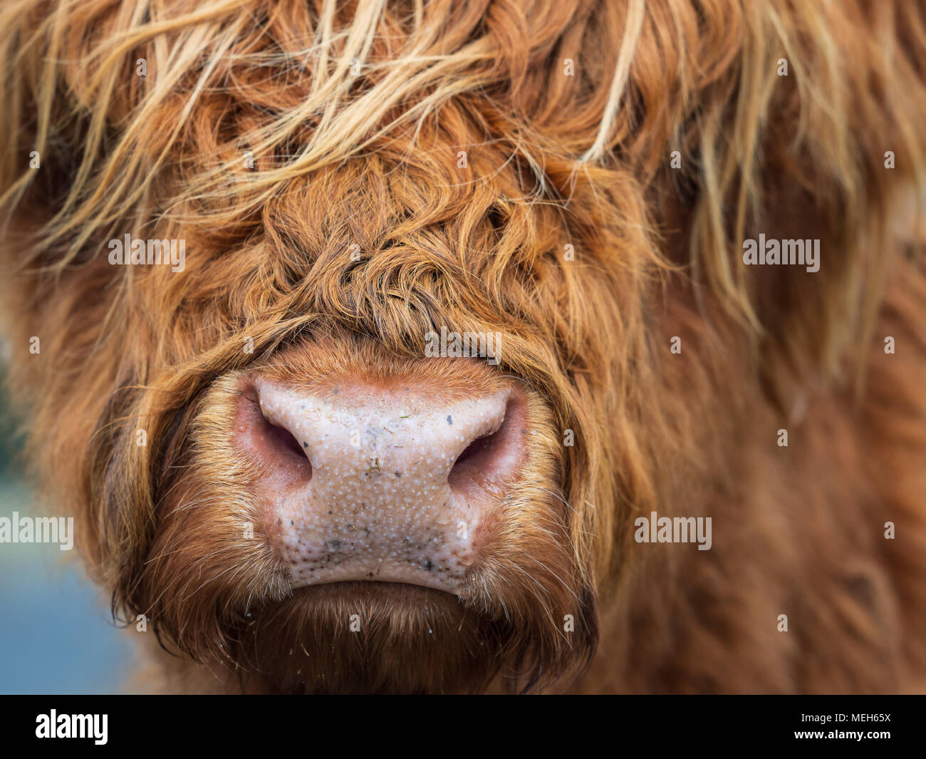 Highland Cattle Banque D'Images