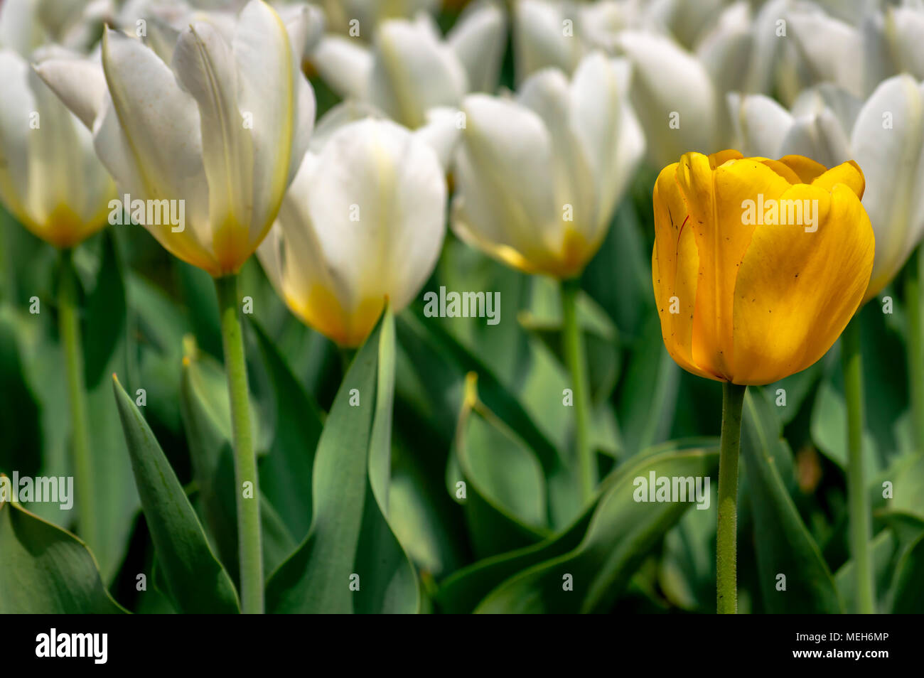Fleur de tulipe jaune sélectif avec une bande de tulipes blanches Photo  Stock - Alamy