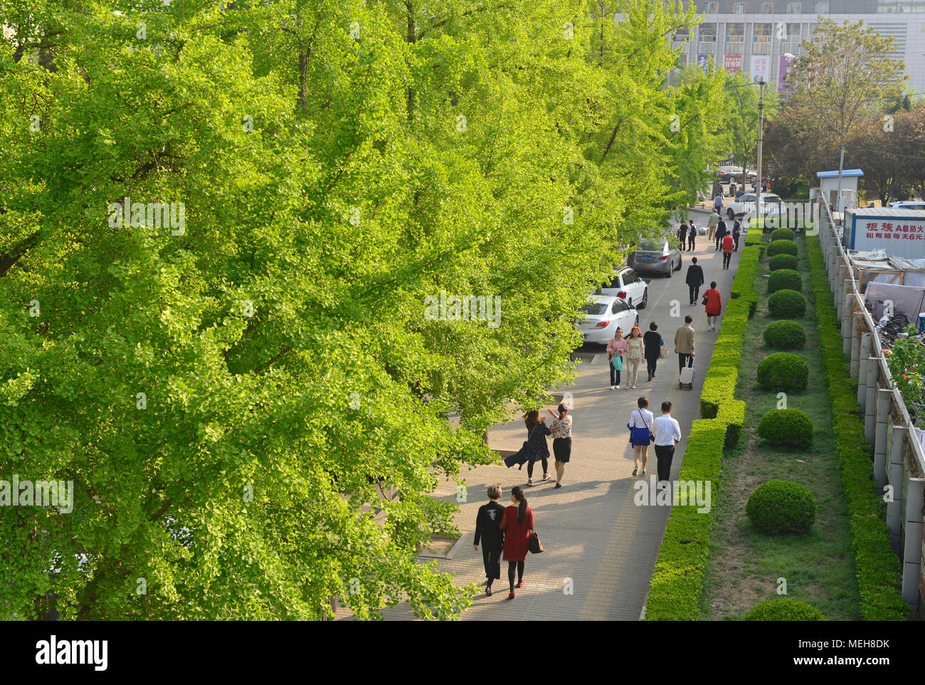 Feuilles des arbres fraîchement Ginkgo biloba ligne une route dans l'est de Beijing, Chine Banque D'Images