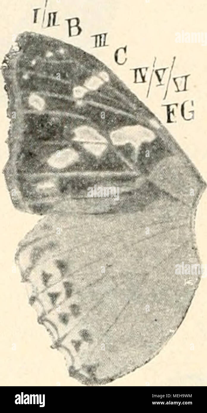 . Die Entstehung der Arten auf Grund von erwobener Vererben Caractéristiques nach den Gesetzen organischen Wachsens : Ein Beitrag zur einheitlichen Auffassung der Lebewelt . ATjb. 70. Canhn Vanessa L. Al&gt;b. 71. Vanessa Dejeanii godt. Der zwischen IV/V/VI einerseits und VIII andererseits gelegene, dans der Grundfarbe gefärbte Zwischenraum von r.ardui, Ätalanta au bei dem schönen roten Querband, dessen äußerer Teil aber ur- sprünglich une Stelle von ist entstanden vacances weißer bär, welche die- raum zwischen den Binden und IV V/VI, III, IV und und endlich II et III darstellen. Dasselbe Banque D'Images