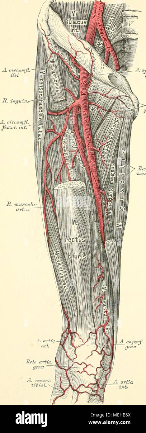 . Die topographische und descriptif pot des Menschen . seid. 745. ¤stlung VerÃ und Verlauf der Arteria cruralis s. fémorale. Schenkelarterie zieht die an der Innenseite des M. psoas major zur Lacuna â Ã.tyigzsh. ' Af. crurauum vasorum, nach aussen von der V.cruralis in einer gemeinsamen Scheide , , mit der letzteren. An der AA. pudend¤FlÃ. vorderen che des Ober- herabgehend schenkels, durchbohrt sie die Sehne des M. adduetor magnus, um die zu gelangen dans Kniekehle zertheilt, und sich Unter dem oberen soléaire Kande des M. dans die Art. ti/iinli' ! Antica und postica. Sie wird dans abgetheilt : e Banque D'Images