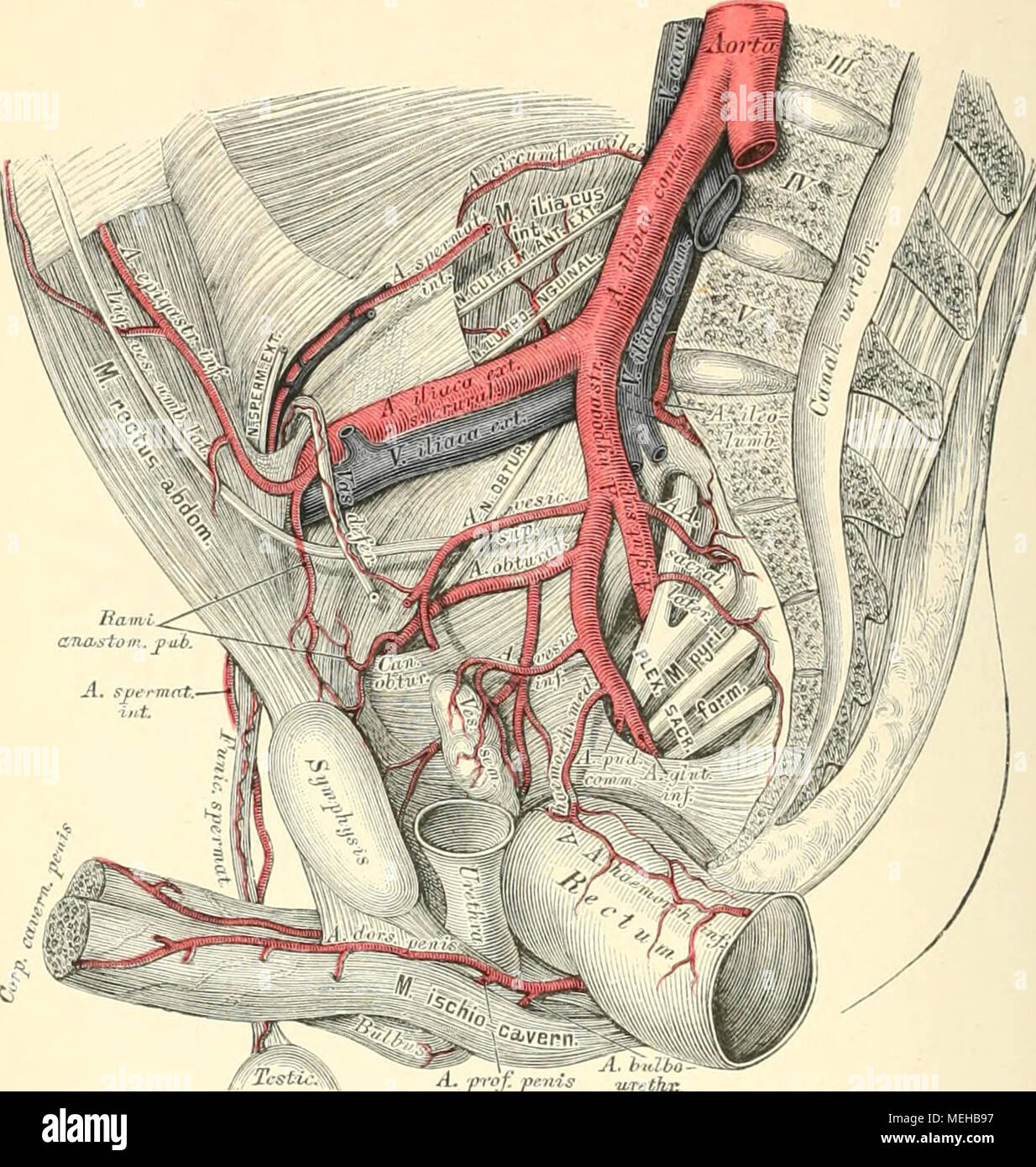 . Die topographische und descriptif pot des Menschen . A.R-ofr&Lt ;"u 735. Verästlunar Beckenarterien und Verlauf der. Beckenarterie hypogastrica Die, article, Articulatio sacroiliaca gelangt vor der dans Das kleine Becken ; ihre Aeste sind beim Erwachsenen und vordere hintere, welche die Eingeweide des Beckens, das Gesäss und die äusseren Genitalien mit Blut versorgen. Die hinteren Aeste der Art, hypogastrica sind : a) Die Art. ilio-lumbalis hinter dem zieht M. psoas major aus- und auf- wärts, gibt den Ramus iliacus für den gleichnamigen Muskel und den Ramus lumbaüs Lendenmuskeln für die. b) Di Banque D'Images