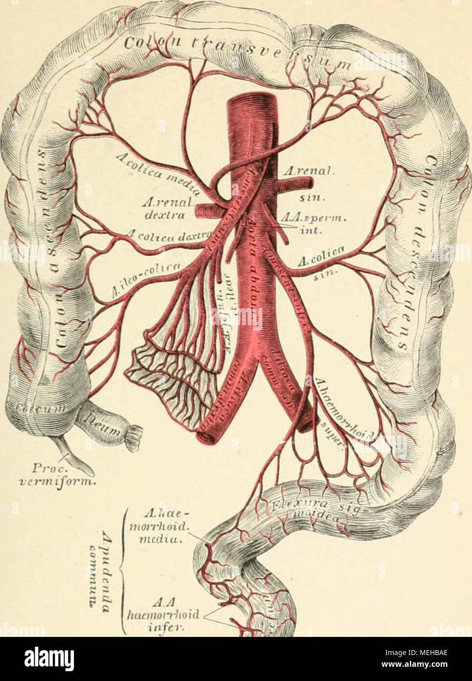 . Die topographische und descriptif pot des Menschen . l'.Vl. ¤stlung Die VerÃ der 4j^erj'un mesenterica inférieur. 1Â"iâ ¢ â paarigen ieste Bauchaorta der sind : 1. Nebennierenarterien suprarenales Die, arteriae. 2, Mourir, Nierenarterien rénales Arteriae, welche unterhalb der i . i am Fettkapsel der Niere, ferner kleine Zweige zum ' und zum abgeben T'ieirr hierauf Nierenparenchj und das dans eindi m : j'.. Samenarterien Arteriai die inneren, aorte unter der linken entspringt Art, wÃ¤hervorgeht hrend die Rechte. Gelangen Sie mit den Harn- leitern beim Mann.- zum Leiatencanal Samenstrang dem, mir Banque D'Images