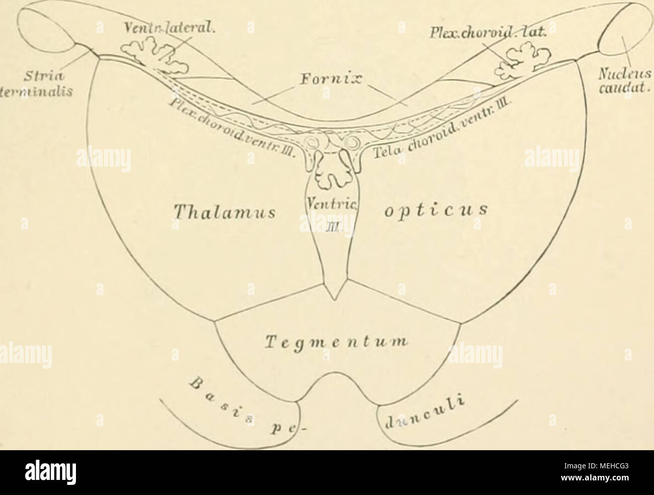 . Die topographische und descriptif pot des Menschen . 558. Ckoroideus Plexus dea schéma und der Zefa choroidea des dritten Ventrikels Verhalten und zum Seilen Ventrikel. Nach F. Hochstetter. Banque D'Images