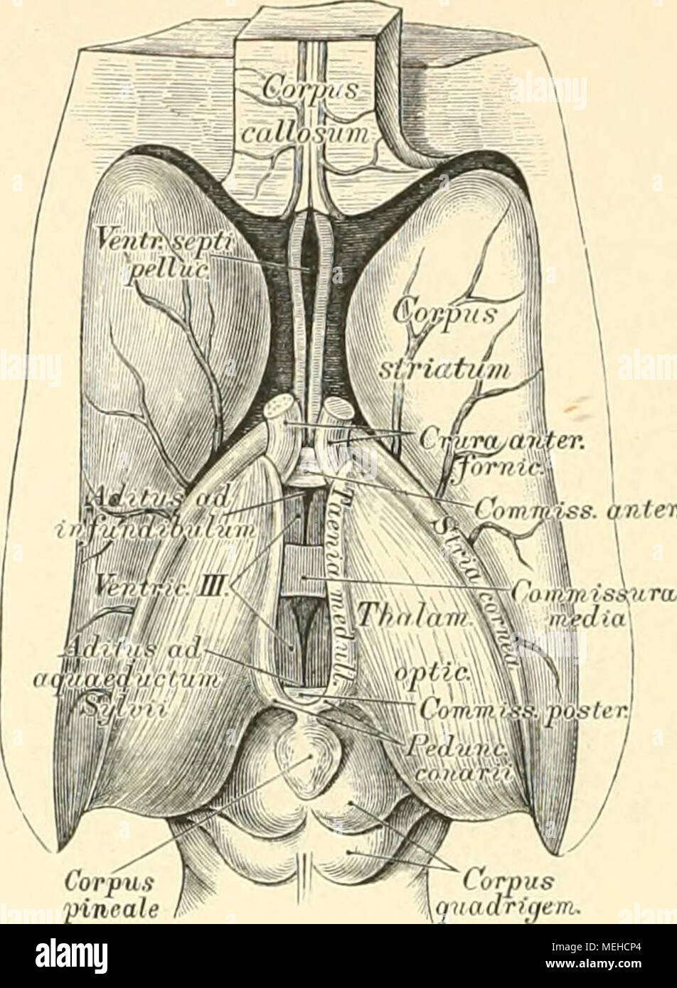 . Die topographische und descriptif pot des yineale quadrüfem Menschen .. 515. Die dritte eröffnete. Grehirnkammer Ansieht von oben dans natürlicher Basis Grösse. Wird die Tela choroidea abgelöst supérieure de la PNNND drängt mau die Innen- Sehhiigel von flächen beider einander, donc bekommt man die dritte Gehirn- kammer, ventricule medius s. tertius, zur Ansieht. Dieselbe weist auf die Wände sechs ; die obere, Tela choroidea supérieur ; zwei seitliche, die der beiden Sehhügel Innenflächen ; eine untere, Entsprechend der Mitte der Gehirnbasis ; eine vordere, gebildet durch die anteriora fornicis piliers, und ein Banque D'Images