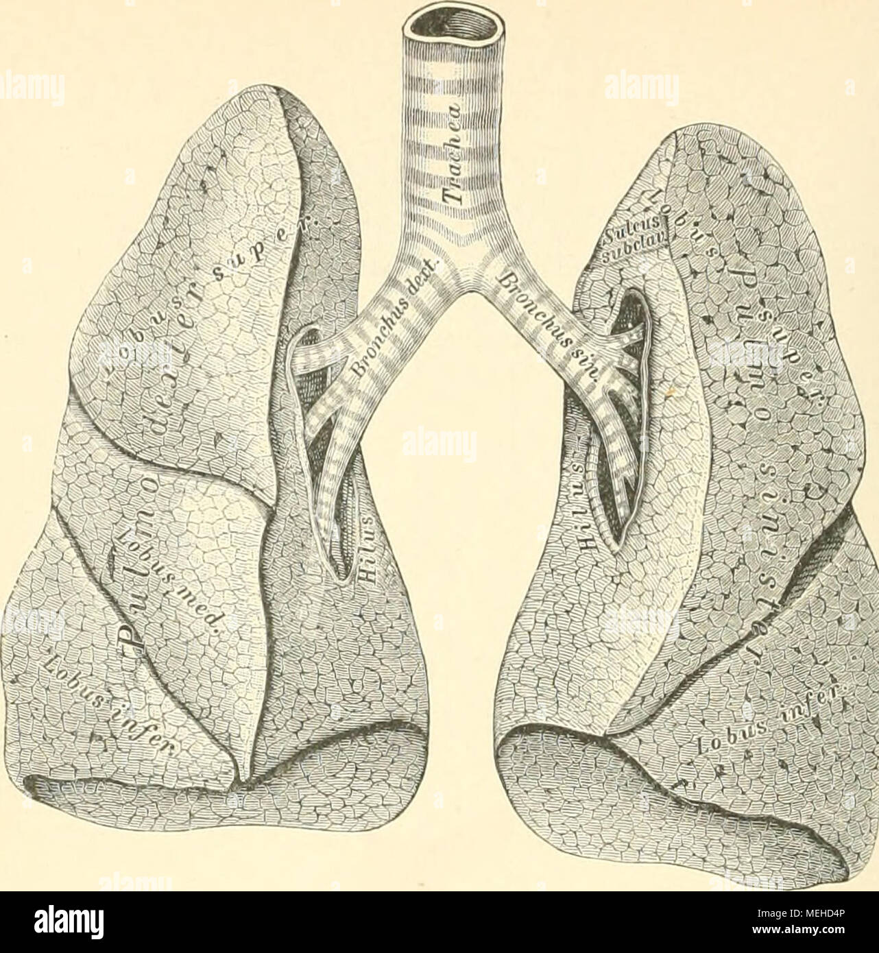 . Die topographische und descriptif pot des Menschen . 43, paragraphe 1. Die Lungen, seitwärts umgelegt von Erwachsenen. '/-, Der natürl. Grösse. Die Lungen, Pulmones, liegen im beiderseits, Brustraume coneaven mit ihrer base suis Zwerchfell ruhend und mit ihren eoneaven Innenflächen Das Herz entièrement, convexen Aussenflächen dicht während die an der Brust- wand anliegen. Lunge Die Rechte und ist breiter, niedriger dans drei Lappen, getheilt pulmonum, Lobi, die Linke, schmäler länger und zwei Lappen dans getheilt. Der untere Band, halbkreisförmig ist der vordere Rand zu- geschärft, der hintere stumpf. Banque D'Images