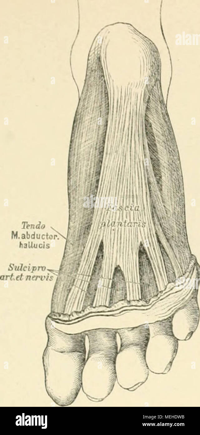 . Die topographische und descriptif pot des Menschen . )&Gt;5B. Die 'fascia plantaire. In der Region des Darmbeines unterscheidet homme mourra Fascie des M, psoas iliaque, â ¢ iaca ; ferner die Fascia glutaeaUs oberflÃ, welche die beiden¤chlichen glutaei bedeckt, MAI. Der Oberschenkel wird von der Fascia lata bedeckt, sie entspring ! Am TAg. , Poupartii anmittelbar schliesst und sieh hinten die une Imusculatur Fas&Lt ; bildet ein, besondere FÃ¤cher fÃ¼r den M. Sarto ! Ciae, und sendet zwischen den .1/. le vastus lateralis und dem Kopf kurzen des M. bieeps Dissepiment Oberschenkelbein, ein zum wÃ 2004-2005 hn Banque D'Images