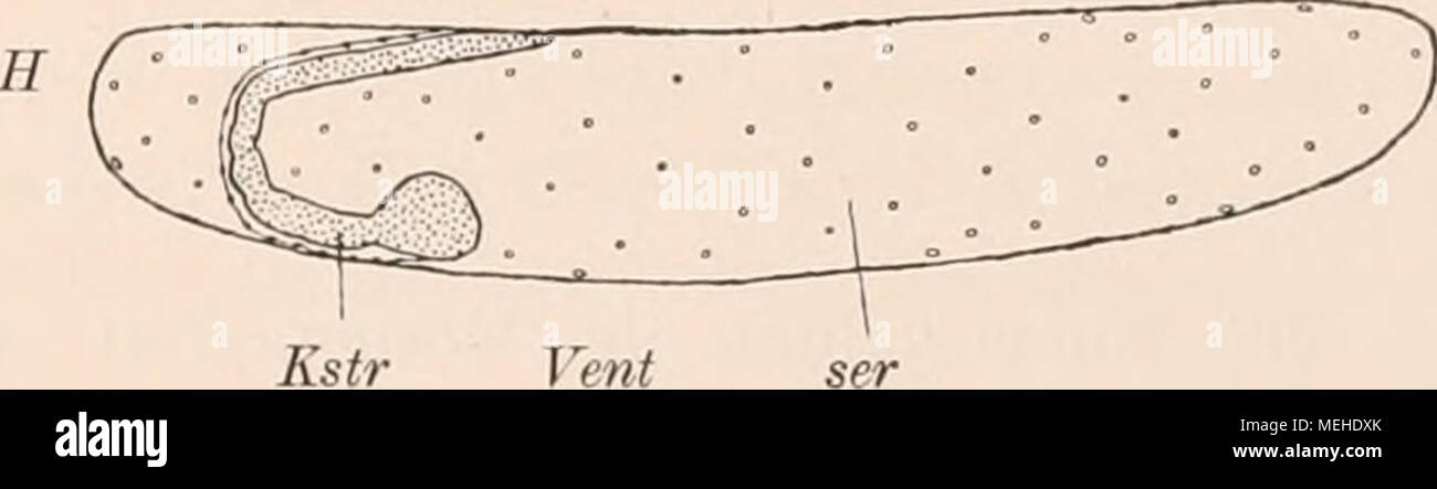 . Embryonalentwickelung Dermapteren und die von unter besonderer Berücksichtigung der Orthopteren Keimblätterbildung ; . Fig. XII. Dors H Banque D'Images