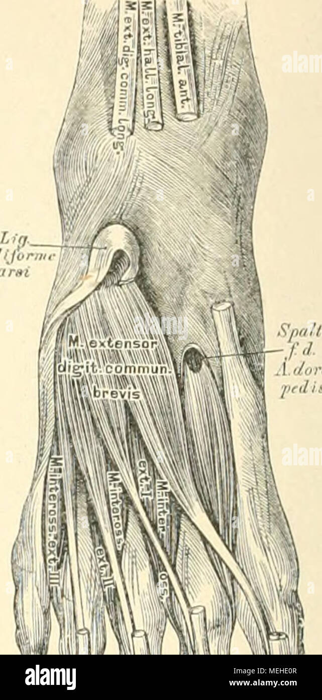 . Die topographische und descriptif pot des Menschen . M. exbsns^di.. ^ V 343. Die Muskeln an der 344. Die Muskeln an der Dorsalseite des Fusses. Dorsalseite des Fusses. M. extensor digitorum communis brems, der kurze Strecker der Zehen. Urspr. : Obere Fläche des Fersenbeines. Insérer. : mit vier platten Sehnen gemeinsam mit den vier Sehnen M. extensor digitorum communis des longus,a,n der inneren Zehen Riiekenaponeurose der vier. Fig. 343 zeigt das Ligamentum cruciatum, dessen oberer Schenkel vom äusseren zur inneren Knöchel Financial, Fersenbeinfläche gweerhofstrasse dessen Schenkel vom und Kahnbein inn Banque D'Images