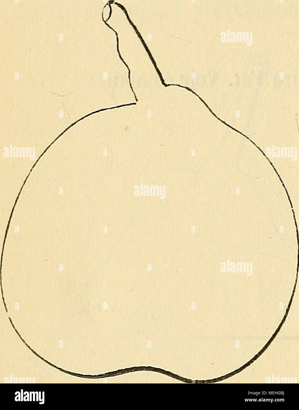 . Dictionnaire de mairie (Kiel) : contenant l'histoire, la description, la figure des fruits anciens et des fruits modernes les plus gÃ©nÃ©ralement connus et cultivÃ©s . Description de l'arbre. Â Bois : assez fort. Â Rameaux : nombreux, rÃ©guliÃ turation¨un peu Ã©talÃ©s, de grosseur et de longueur moyennes, lÃ©gÃ¨turation coudÃ©s, jaune plus ou moins verdÃ¢tre, aux lenticelles apparentes et clair-semÃ©es, aux coussinets dÃ©veloppÃ©s. - Yeux : excessivement gros, coniques-allongÃ©s, TRÀ¨s-Ã©cartÃ©s du bois, souvent sortis en tribunaux Ã©personnes et presque toujours ayant les Ã©cailles disjointes. Â Feuilles Banque D'Images
