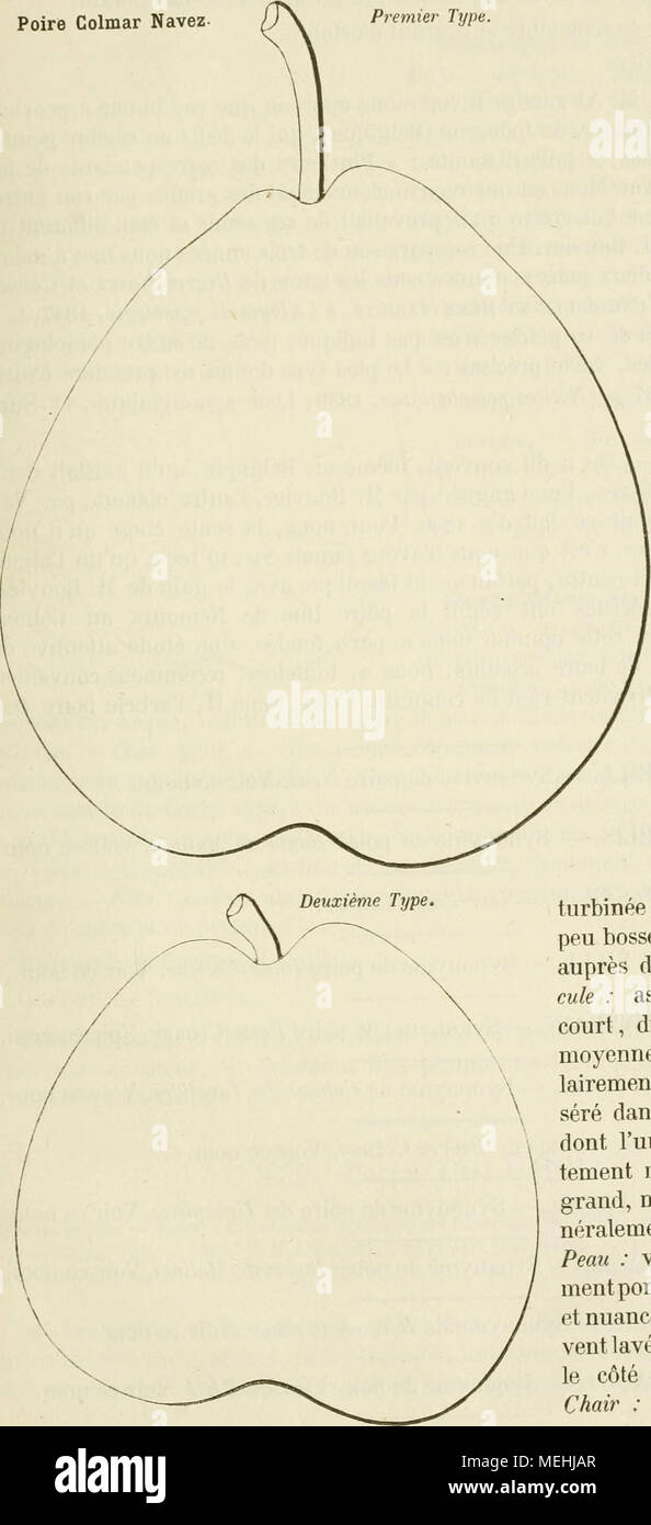 . Dictionnaire de mairie (Kiel), contenant l'histoire, la description, la figure des fruits anciens et des fruits modernes les plus G©N©ralement connus et cultivÂ©s . Feuilles  : coriaces, assez grandes, ovules- les-allongÃ©es, acu- minÃ©es, d'avions ou contournÃ©es , sou- vent iculÃ canal©es, Ã bords profondÃ©ment dentÃ©s , ayant le pÃ©tiole long et fort. FertilitÃ©. Â ou- dinaire, la culture. Â DouÃ© d'une bonne vi - gueur, cet arbre se greffe aussi avanta- geusement sur le co- gnassier que sur le franc ; sa vÃ©gÃ©ta- tion est rapide, ses pyramides sont touffues, TRÀ¨s-hau- tes, TRÀ¨s-remarqua- bles. D Banque D'Images