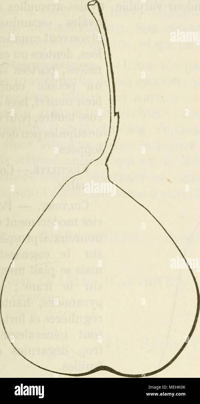 . Dictionnaire de mairie (Kiel), contenant l'histoire, la description, la figure des fruits anciens et des fruits modernes les plus G©N©ralement connus et cultivÂ©s . 340. Poire CHAPTAL. Synonyme. Â Poire BeurrÃ© Chaptal (d'Albret, Cours thÃ©orique et pratique de la taille des arbres fruitiers, 1851, p. 331). Description de l'arbre. Â Bois : de force moyenne. Rameaux : Ã Â©rigÃ©s ou faiblement Ã©talÃ©s, assez nombreux et assez gros, longs, lÃ©gÃ¨turation coudÃ©s, Banque D'Images