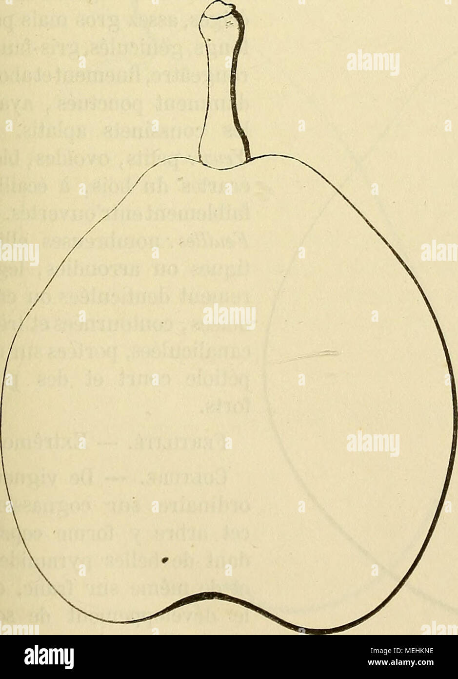 . Dictionnaire de mairie (Kiel) : contenant l'histoire, la description, la figure des fruits anciens et des fruits modernes les plus gÃ©nÃ©ralement connus et cultivÃ©s . Description de l'arbre. Â Bois : de moyenne vigueur. Â Ba- meaux : peu nombreux, Ã©talÃ©s, gros, longs, lÃ©gÃ¨turation coudÃ©s, vert clair grisÃ¢tre ou brunÃ¢tre, Ã lenticelles brun-roux, spacieuses et clair-semÃ©es, Ã coussinets presque nuls. - Yeux : alentado, Ã Ã©cailles disjointes, duveteux, ovoÃ¯- des-arrondis, gÃ©nÃ©ralement sortis en tribunaux Ã©personnes. .Â Â Feuilles grandes, ovales ou elliptiques, ayant les bords profondÃ©ment dent Banque D'Images