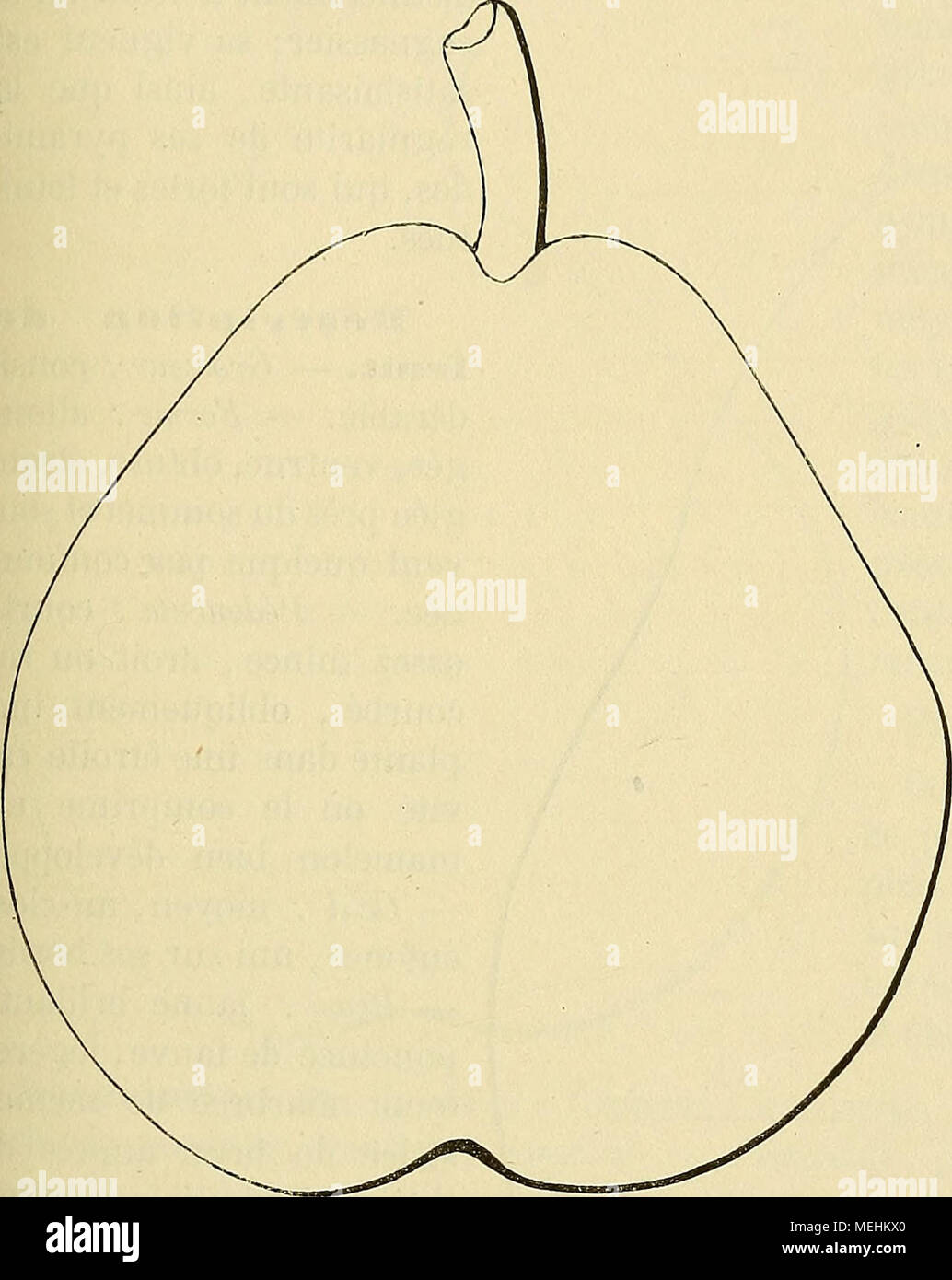 . Dictionnaire de mairie (Kiel) : contenant l'histoire, la description, la figure des fruits anciens et des fruits modernes les plus gÃ©nÃ©ralement connus et cultivÃ©s . 221. Poire BEURRÃ JEAN VAN GEERT. Être^cription de l'arbre, â Bois : de force moyenne. Â Rameaux : nom- breux, assez gros, longs, lÃ©gÃ¨turation coudÃ©s, vert herbacÃ©, ayant les lenticelles des amendes, clair-semÃ©es, et les coussinets saillants. Â Vous ?^x, petits, coniques, Ã©loignÃ©s de l'Ã©corce, Ã Ã©cailles mal soudÃ©es. Â Feuilles : moyennes, ordinairement de forme Banque D'Images