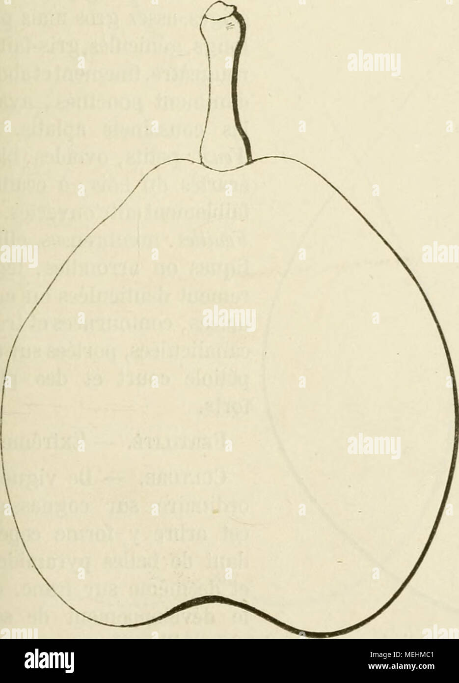 . Dictionnaire de mairie (Kiel), contenant l'histoire, la description, la figure des fruits anciens et des fruits modernes les plus G©N©ralement connus et cultivÂ©s . Description de l'arbre. Â Bois : de moyenne vigueur, â Ba- meaux : peu nombreux, Ã©talÃ©s , gros, longs, lÃ©gÃ¨turation coudÃ©s, vert clair grisÃ¢tre ou brunÃ¢tre, Ã lenticelles brun-roux, spacieuses et clair-semÃ©es, Ã coussinets presque nuls. - Yeux : alentado, Ã Ã©cailles disjointes, duveteux, ovoÃ¯- des-arrondis, gÃ©nÃ©ralement sortis en tribunaux Ã©personnes. Â Feuilles : grandes, ovales ou elliptiques, ayant les bords profondÃ©ment dentÃ Banque D'Images