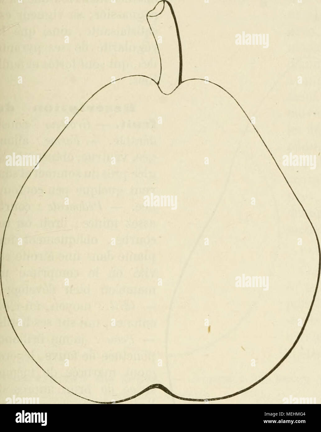 . Dictionnaire de mairie (Kiel), contenant l'histoire, la description, la figure des fruits anciens et des fruits modernes les plus G©N©ralement connus et cultivÂ©s . 221. Poire BEURRÃ JEAN VAN GEERT. Description de l'arbre, â Bois : de force moyenne. Â Hameaux : nom- breux, assez gros, longs, lÃ©gÃ¨turation coudÃ©s, vert herbacÃ©, ayant les lenticelles des amendes, clair-semÃ©es, et les coussinets saillants. - Yeux petits, coniques, Ã©loignÃ©s de l'Ã©corce, Ã Ã©cailles mal soudÃ©es. Â Feuilles : moyennes, ordinairement de forme Banque D'Images