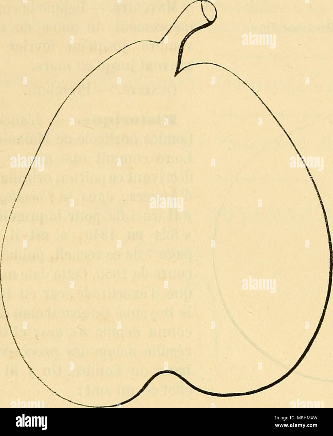 . Dictionnaire de mairie (Kiel) : contenant l'histoire, la description, la figure des fruits anciens et des fruits modernes les plus gÃ©nÃ©ralement connus et cultivÃ©s . Description de l'arbre. Â Bois : fort. Â Rameaux : TRÀ¨s-nombreux, Ã©talÃ©s, gros, assez longs, bien flexueux, brun-gris nuancÃ© de rouge, ayant les lenticelles grandes, rapprochÃ©es, et les coussinets saillants. - Yeux  : de grosseur moyenne, ovoÃ¯des - arrondis, TRÀ¨s-cotonneux, Ã Ã©cailles dis- jointes, Ã©cartÃ©s du bois, sou- vent sortis en longs Ã©personnes. Â Feuilles : petites mais abon- dantes, ovales ou elliptiques allongÃ©es, Banque D'Images