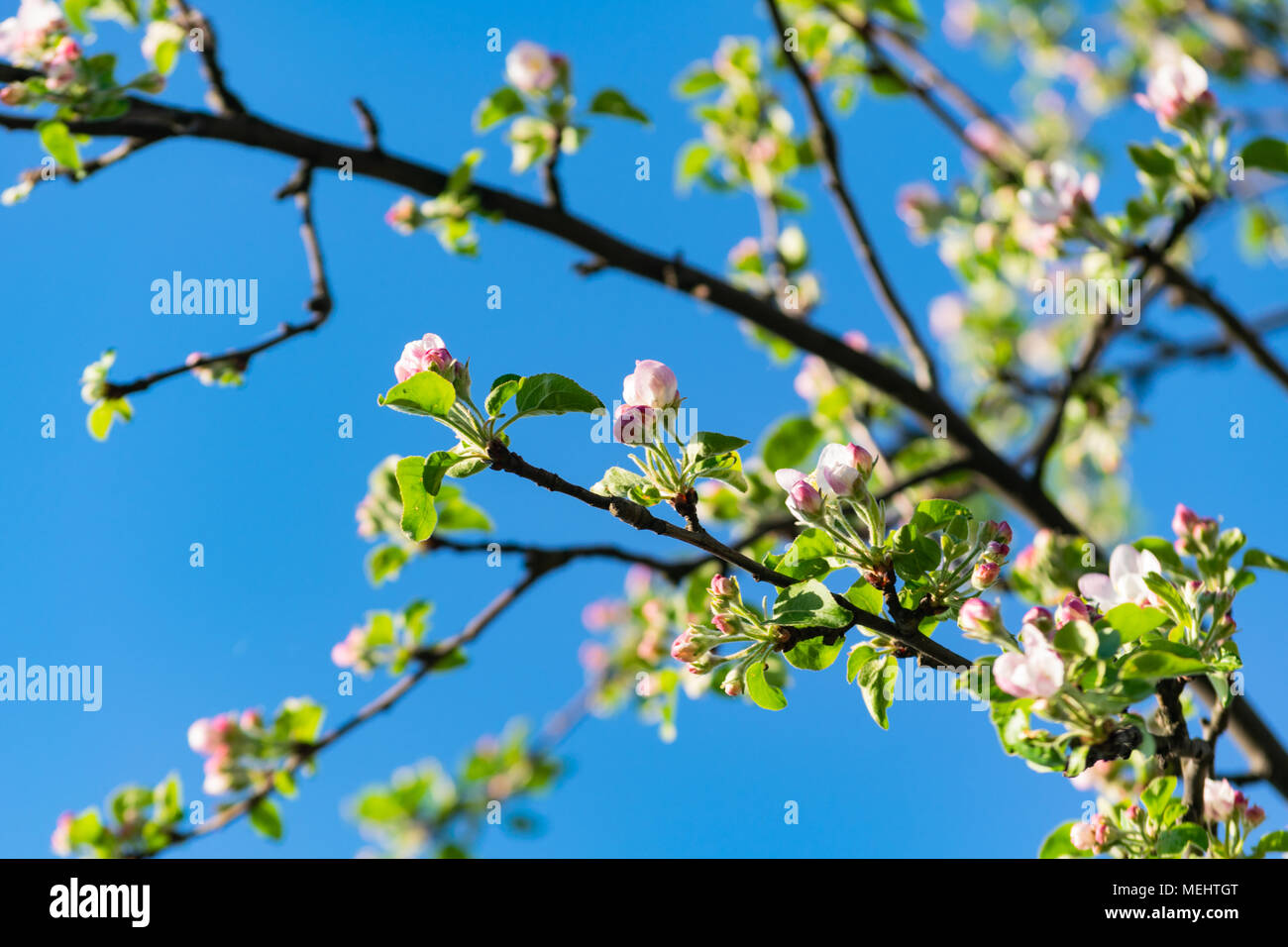 Głębowice, Pologne. Le 22 avril 2018. Apple Tree en floraison. Printemps ensoleillé. Les arbres s'épanouir dans toute leur splendeur. Credit : w124merc / Alamy Live News Banque D'Images