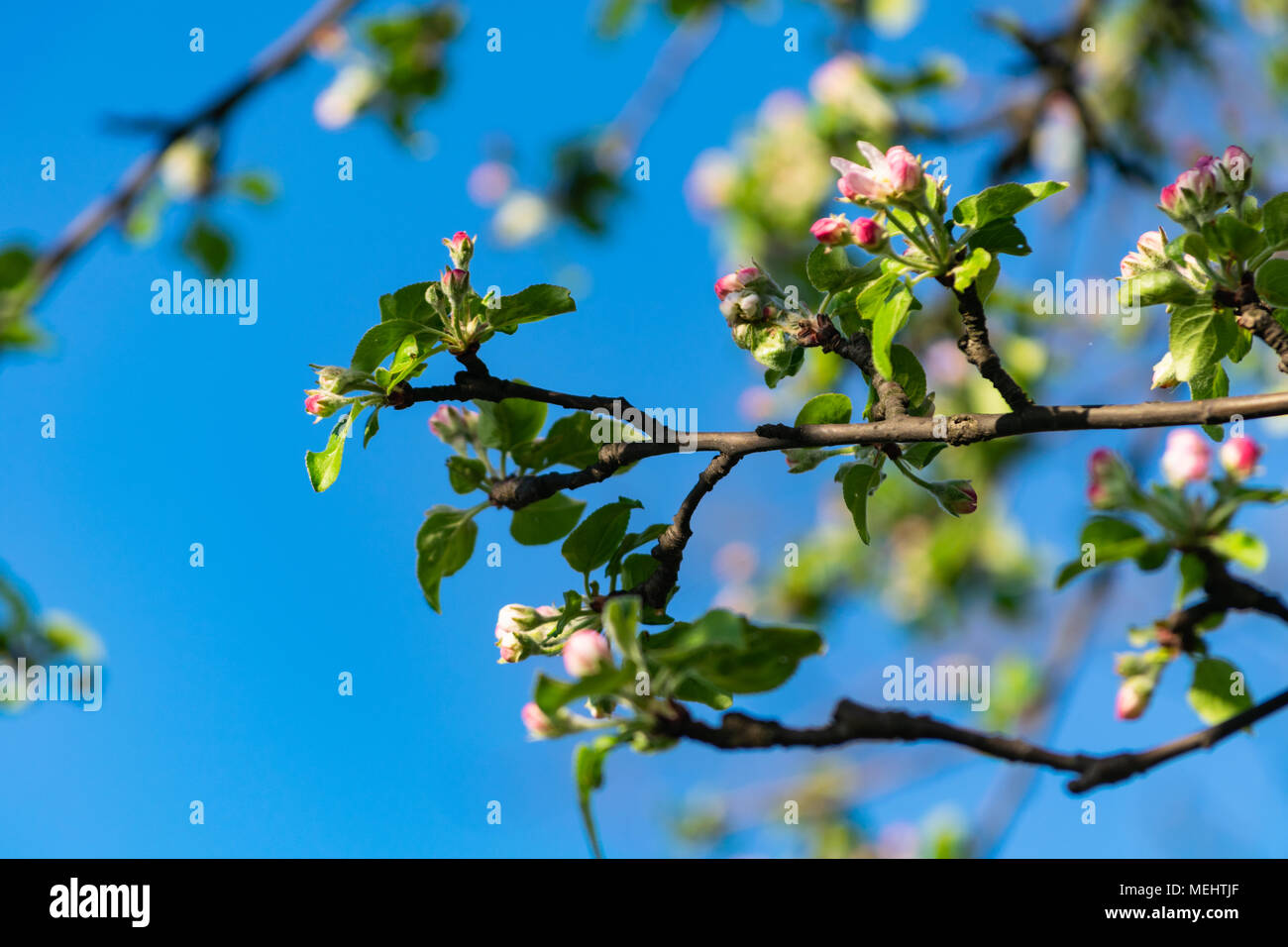 Głębowice, Pologne. Le 22 avril 2018. Apple Tree en floraison. Printemps ensoleillé. Les arbres s'épanouir dans toute leur splendeur. Credit : w124merc / Alamy Live News Banque D'Images