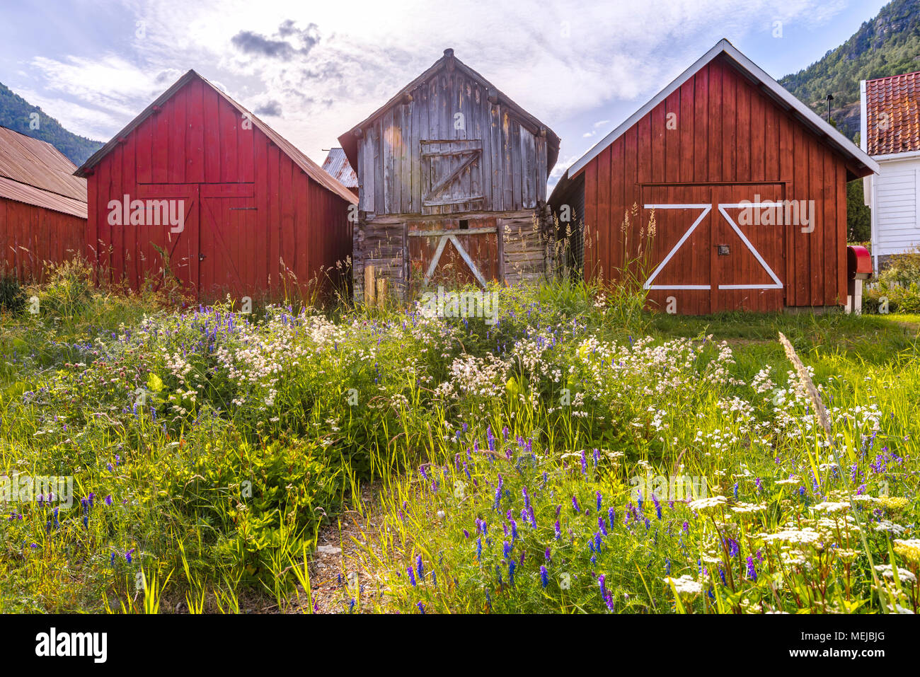 Prairie de fleurs sauvages et de hangars, Solvorn, Norvège, au bord de la le Sognefjorden, Lustrafjorden, comté de Sogn og Fjordane Banque D'Images