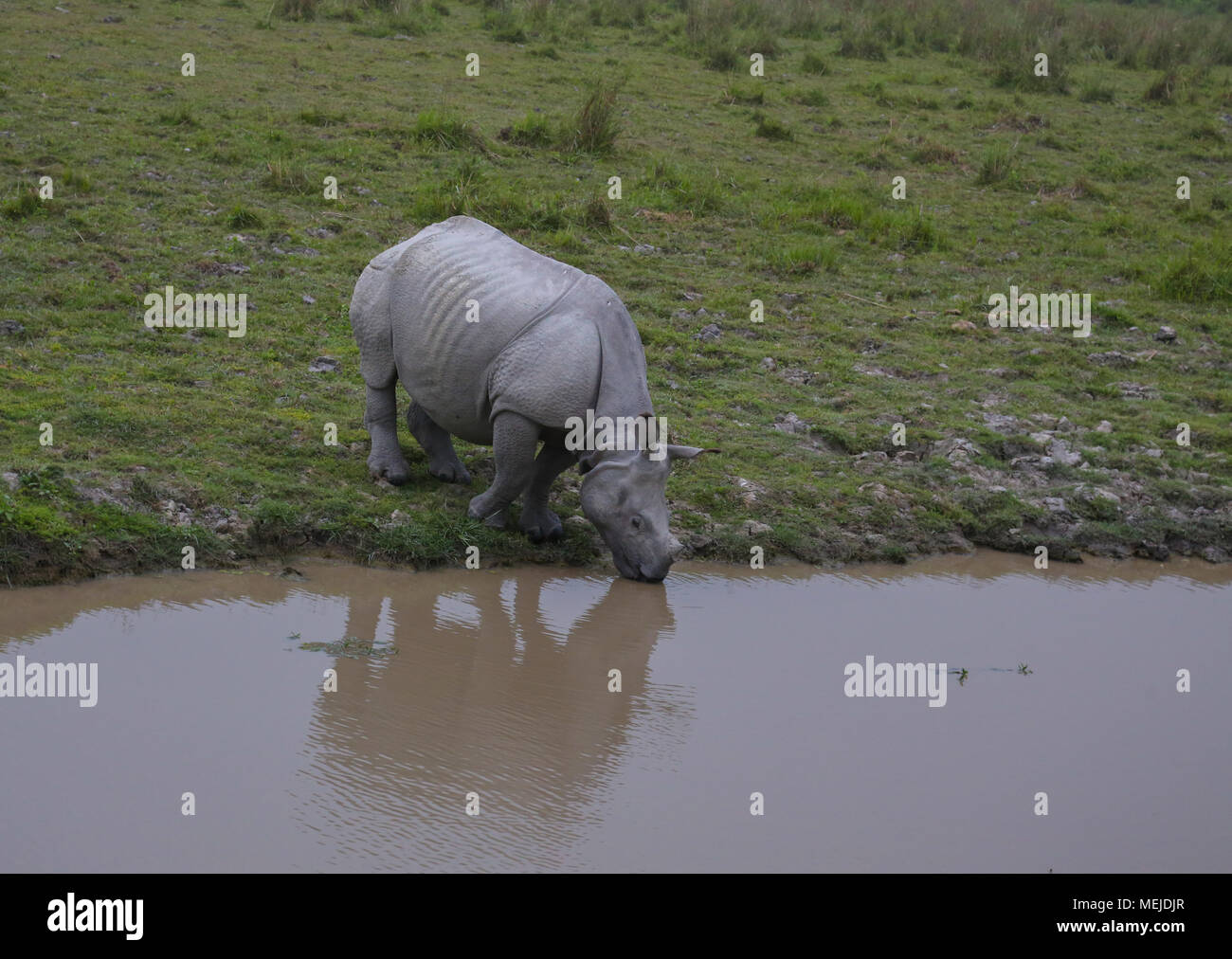 One-Horned Rhino l'eau potable - au parc national de Kaziranga Banque D'Images