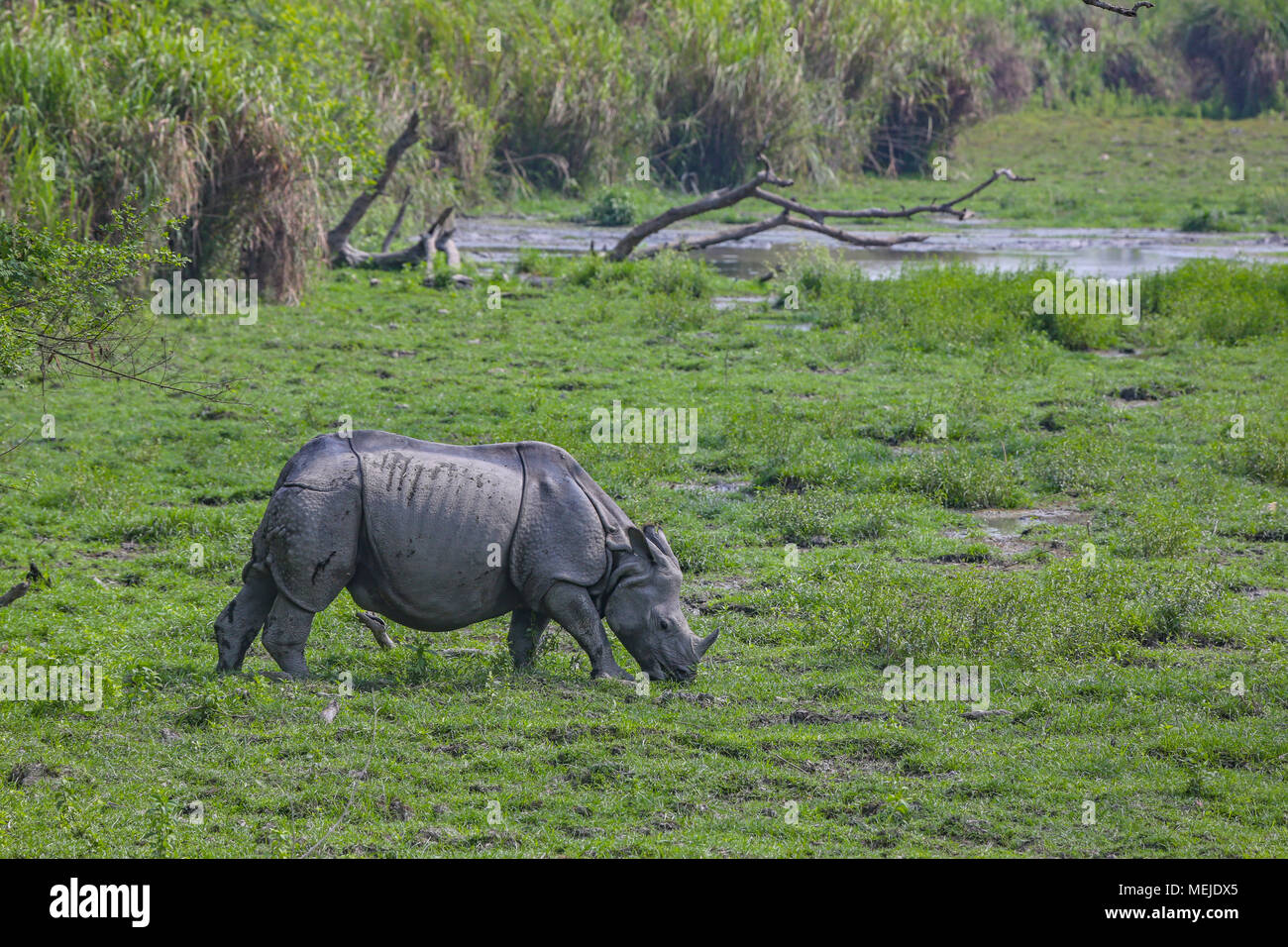 Rhino One-Horned - au parc national de Kaziranga Banque D'Images