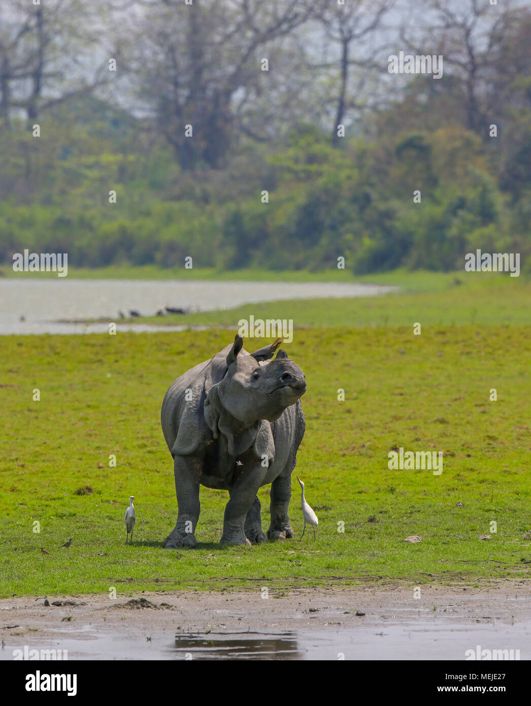 Rhino One-Horned - au parc national de Kaziranga Banque D'Images