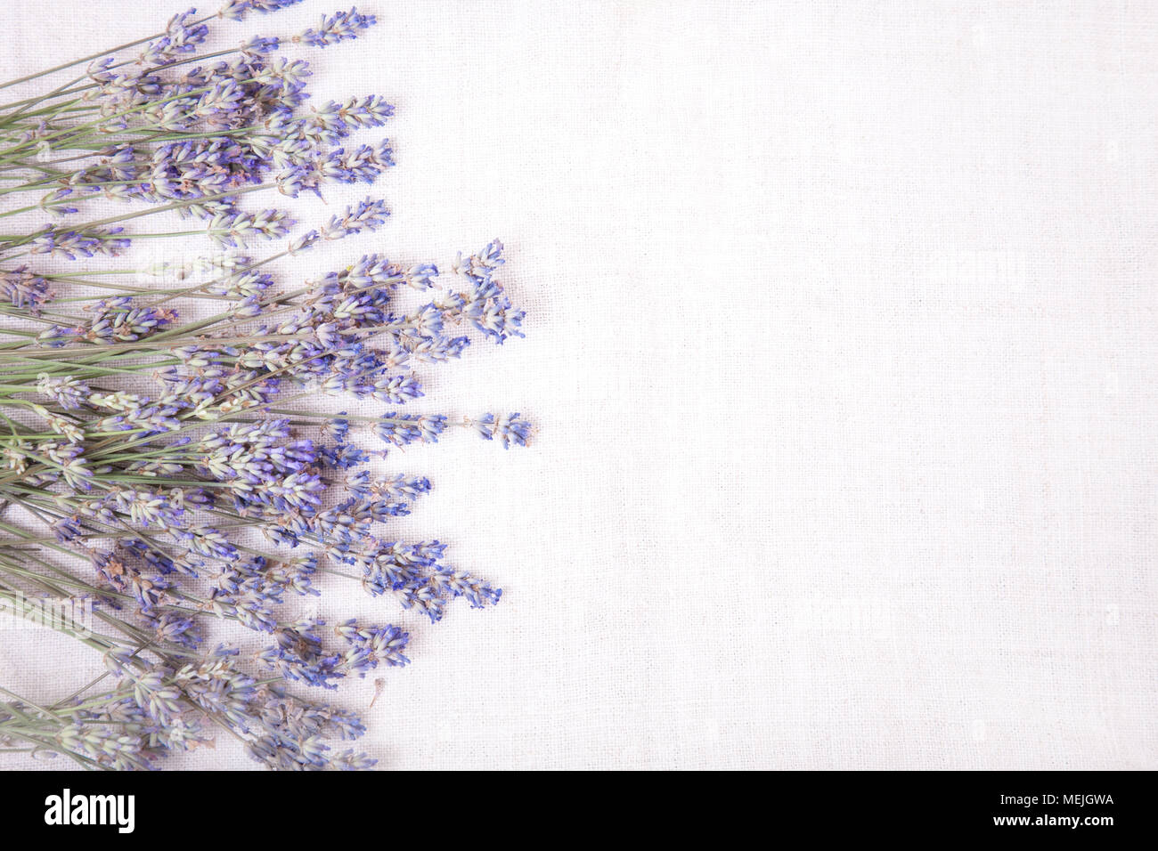 Fleurs de Lavande fraîche sur fond de tissu gris. Vue de dessus d'une des fleurs de lavande fraîche, copie de l'espace pour votre texte. Banque D'Images