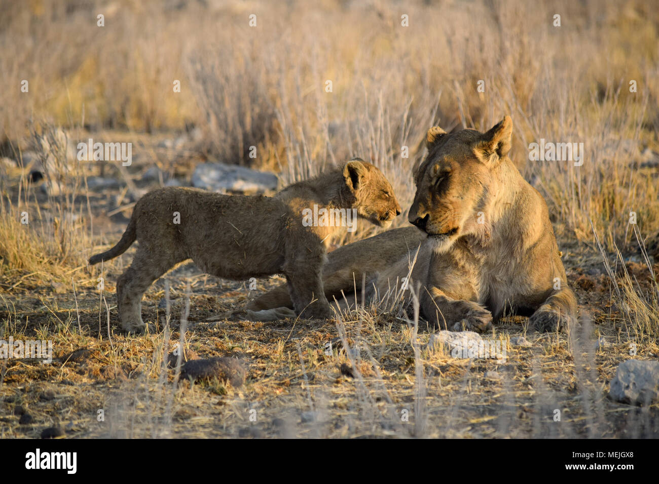 Un lion cup avec sa maman au parc national d'Etosha (Namibie) Banque D'Images