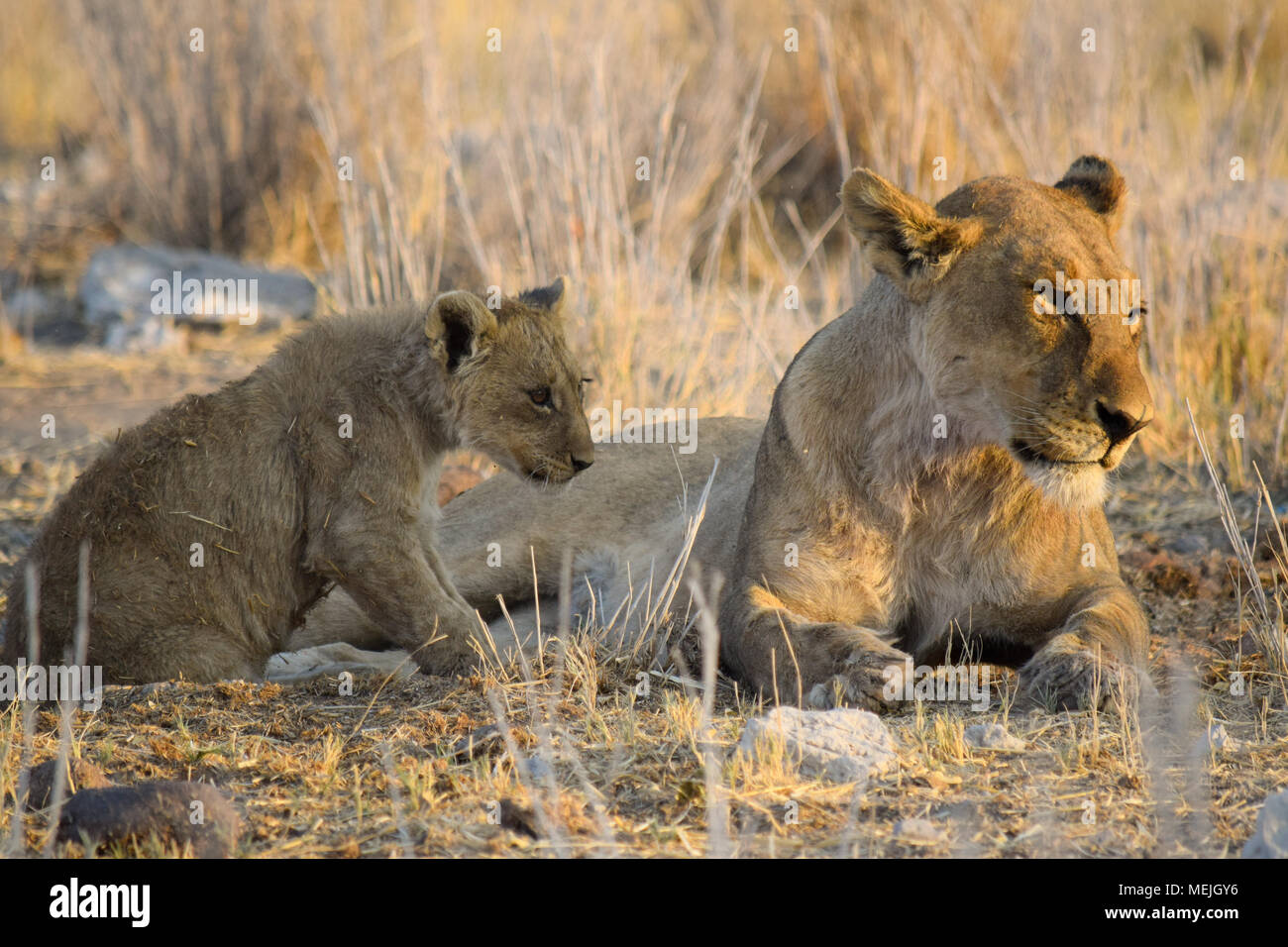 Un lion cup avec sa maman au parc national d'Etosha (Namibie) Banque D'Images