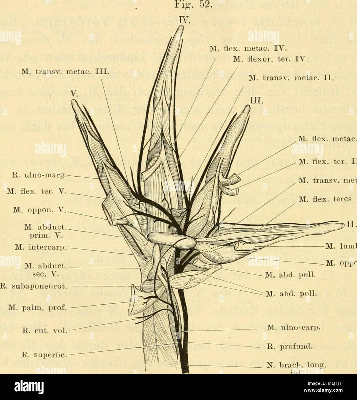 Die Pot Des Frosches Ein Handbuch Fa R Physiologen Arzte Studire Und K Ulno Marg M Fle X Ter V M U Ey Metac L Ili M Ex Ter Iii M Transv Metac I M