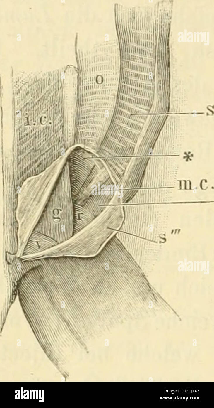 Obliquus externus Banque de photographies et d’images à haute
