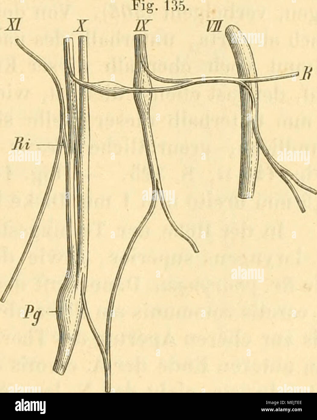 . Die pot des Kaninschens dans topographischer operativer und Rücksicht . Verbindungen des siebenten bis Hirnnerven plenière, neunten untereinander, nach Ludwig (514). VII N. facialis, der einen Ast vom R. auricularis vagi n. aufnimmt und den N. auricularis posterior. abgiebt profundus IX N. glossopharyngeus , mit dem, giebt petrosum ganglionnaires derselbe einen Ver- bindungszweig zum R. auricularis n. vagi. X N. vagus. Ganglioformis Plexus Pg n. vagi. R R. auricularis n. vagi. XI N. accessorins, dessen R. sich mit dem N. muscle vereinigt vagus. Ri Ramus. accessorii muscle n. Banque D'Images . Die pot des Kaninschens dans topographischer operativer und Rücksicht . Verbindungen des siebenten bis Hirnnerven plenière, neunten untereinander, nach Ludwig (514). VII N. facialis, der einen Ast vom R. auricularis vagi n. aufnimmt und den N. auricularis posterior. abgiebt profundus IX N. glossopharyngeus , mit dem, giebt petrosum ganglionnaires derselbe einen Ver- bindungszweig zum R. auricularis n. vagi. X N. vagus. Ganglioformis Plexus Pg n. vagi. R R. auricularis n. vagi. XI N. accessorins, dessen R. sich mit dem N. muscle vereinigt vagus. Ri Ramus. accessorii muscle n. Banque D'Images