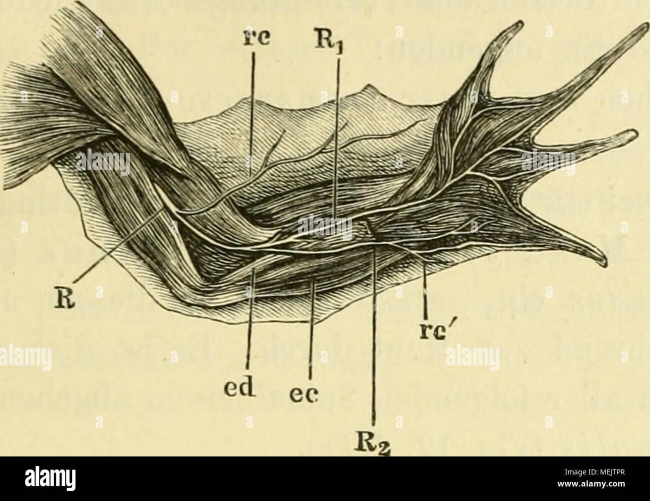 . Die pot des frosches. Ein Handbuch fÃ¼r physiologen¤Ã, rzte studirende und . Spinalnerven. 41 1. Bami musculares an die einzelnen Theile des M. triceps, 2. einen Bamus cutaneus supérieur (Fig. 15 rc) an die Haut der p]0.  !5 lateralen Seite des Ober- und Vorderarms d'armes. Nach dieser Aeste Abgabe der sich senkt Stamm des N. radial dans die Tiefe unter die Ursprünge des 31. und 31 muscle ulnaris. extenseur commun des com- munis, giebt 3. Aeste an die muskeln Streck- der Hand und der sich dann und doigt theilt dans die beiden Endäste. 4. B. (i medialis radial ?2)i der kleinere, giebt e Banque D'Images
