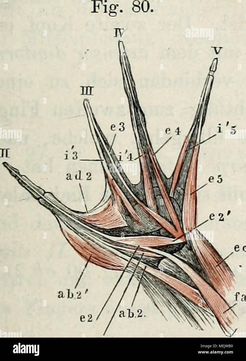 . Die pot des Frosches : Ein Handbuch, . eb2 Main Eückenfläclie Muskeln der der von Rana esculenta, 2 mal iiatürl. Grösse. n, III, IV, V, zweiter bis fünfter doigt. / Un m. flexor antibr. lat. superficiel. e c m. extensor carpi. uhiaris ab 2 m. ravisseur de creuser. II longus. ^ q. [ M. extensor dig. II longus. c6 2 m. extensor dig. II brevis. ab 2' m. ravisseur de creuser. II brevis. ad2 m. adductor dig. II. e 3 , c 4, " 5 m. extensor digitorum communis brevis. i 3, i', i' 4 5 mm. interossei. 91. m. diciiti ravisseur II (i. e. m. ravisseur de creuser. II (i. e. poUicis) longus (Fig. L'assurance-emploi ; fig. 75 poH'CEI)lon- 80 a Banque D'Images