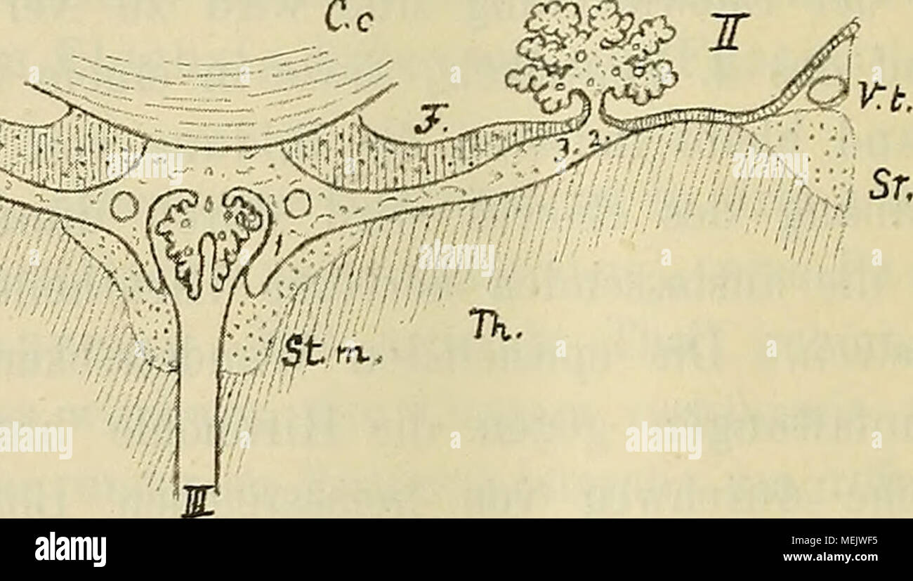 . Die anatomische Nomenclatur. Nomina anatomica, Verzeichniss der von der anatomischen Gesellschaft auf ihrer IX. Versammlung à Bâle angenommenen Namur . Fig. 21. Querschnitt durch die Tela chorioidea ventriculi tertii und Umgebung. II Seitenventrikel. St t. Strie terminale. III 3. Ventrikel. F. L Vena terminalis. Co. corps calleux. Lamina affixa L.. JF. Fornix. 1 Taenia thalami. TL le thalamus. 2 Taenia chorioidea. Fleuve m. Strie medullaris. 3 Taenia fornicis Die Figur zeigt den Uebergang der Taenieu Epithelblatt dans der das Plexus chorioidei. Epithelplatte fort, welche den chori Plexus Banque D'Images