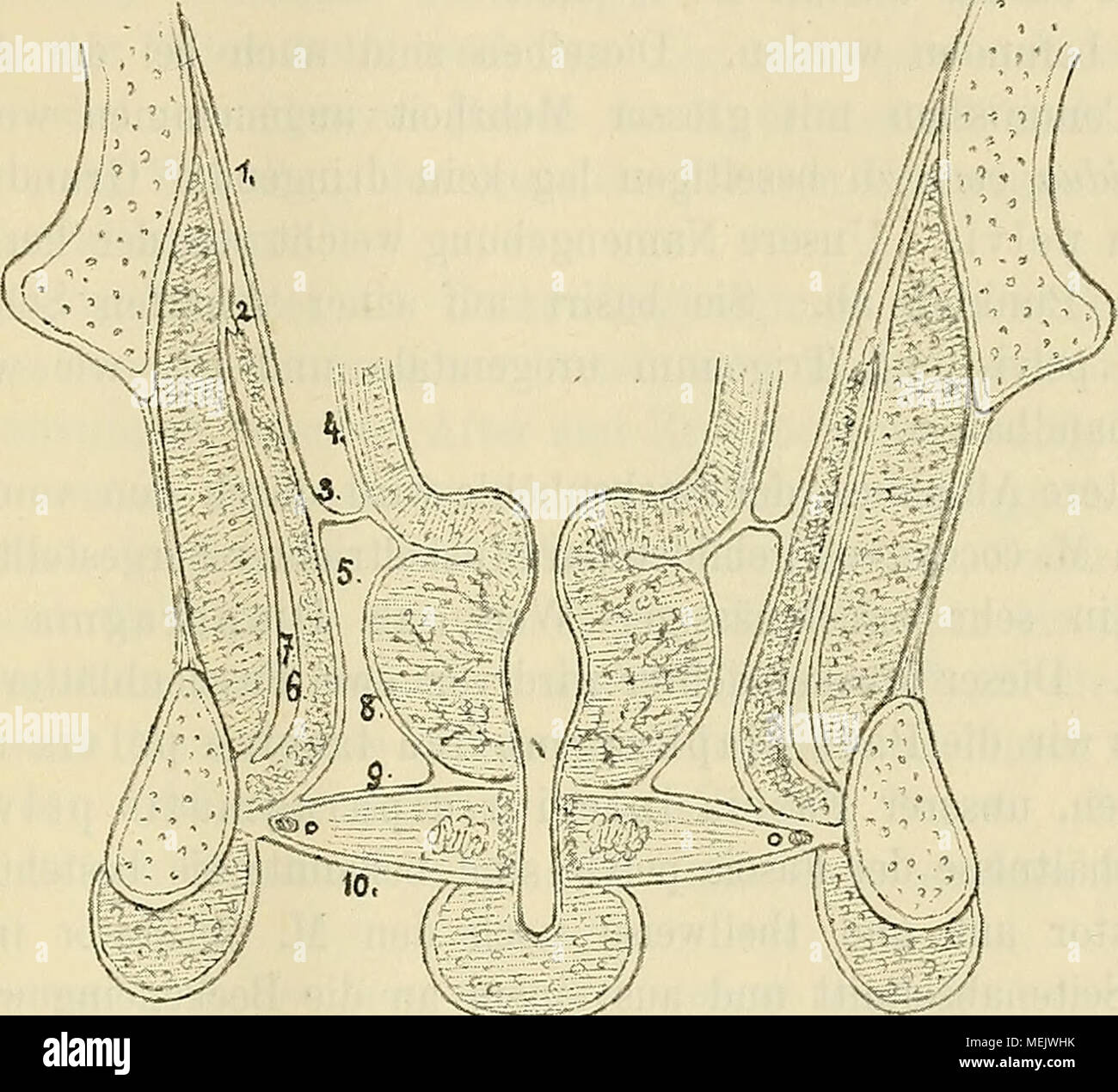 . Die anatomische Nomenclatur. Nomina anatomica, Verzeichniss der von der anatomischen Gesellschaft auf ihrer IX. Versammlung à Bâle angenommenen Namur . Fig. 9. Vordere Hälfte des Beckens. Frontalsehnitt durch sophistiqués, Prostata, trigone vésical urogeni- tale bulbe und corp. cav. urètres. 1. Bordure de bassin. 6. Diaphragmatis inférieure fascia. 2. Arcus tendineus levatoris. m. 7. Fascia obturatoria. 3. Arcus tendineus fasciae bassin. 8. Prostatica fascia. 4. Endopelvina fascia. 9. Trigoni urogenitalis supérieure fascia 5. Diaphragmatis supérieure du carénage. 10. Trigoni urogenitalis inférieure fascia. hervorwölbe Banque D'Images