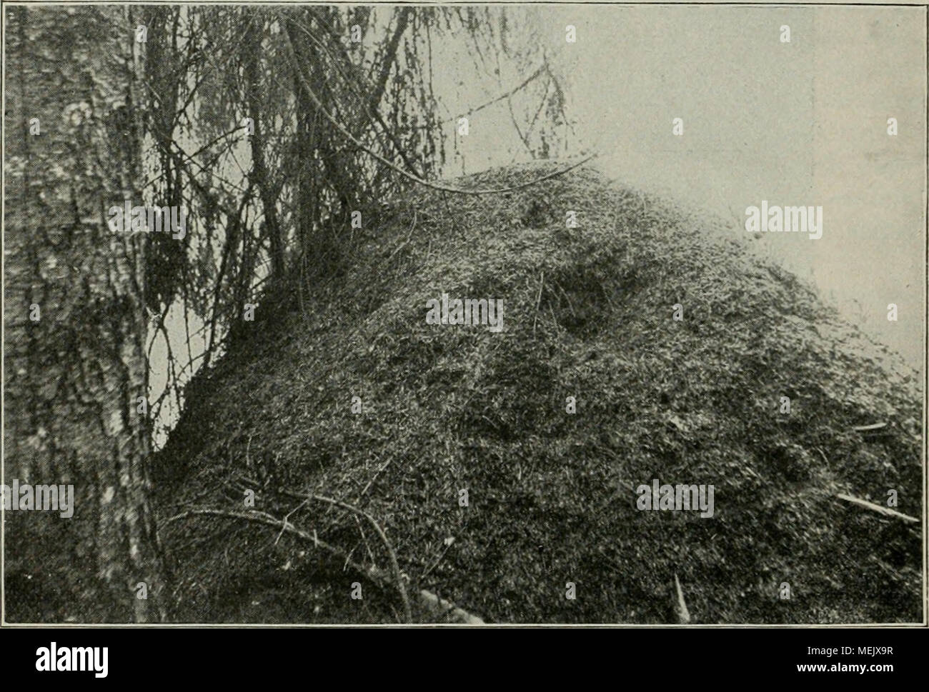 . Die Ameise. Schilderung ihrer Lebensweise . Von Nesthaufen breitere Formica rufa, le formulaire. Phot. K. Diedrichs, Eutin. zeigt die spezifische Unterschiede, donc l'homme aus dem Bau der die betreffende Ameisenart normalement Haufen erkennen kann. Auch das Alter der Kolonie spielt natürlich bezüglich der Größe der Haufen eine bedeutende Rolle ; aber wie oben schon erwähnt, haben die Haufen der verschiedenen Arten ihre Maximalgröße, über die hinaus sie nur selten kommen. Maximalgröße kann die sehr bedeutend sein dürfte sie bei, F. rufa dans der Höhe par^ J/q bis 2 m betragen^). Riesennest ^) Ein von F. rufa Banque D'Images
