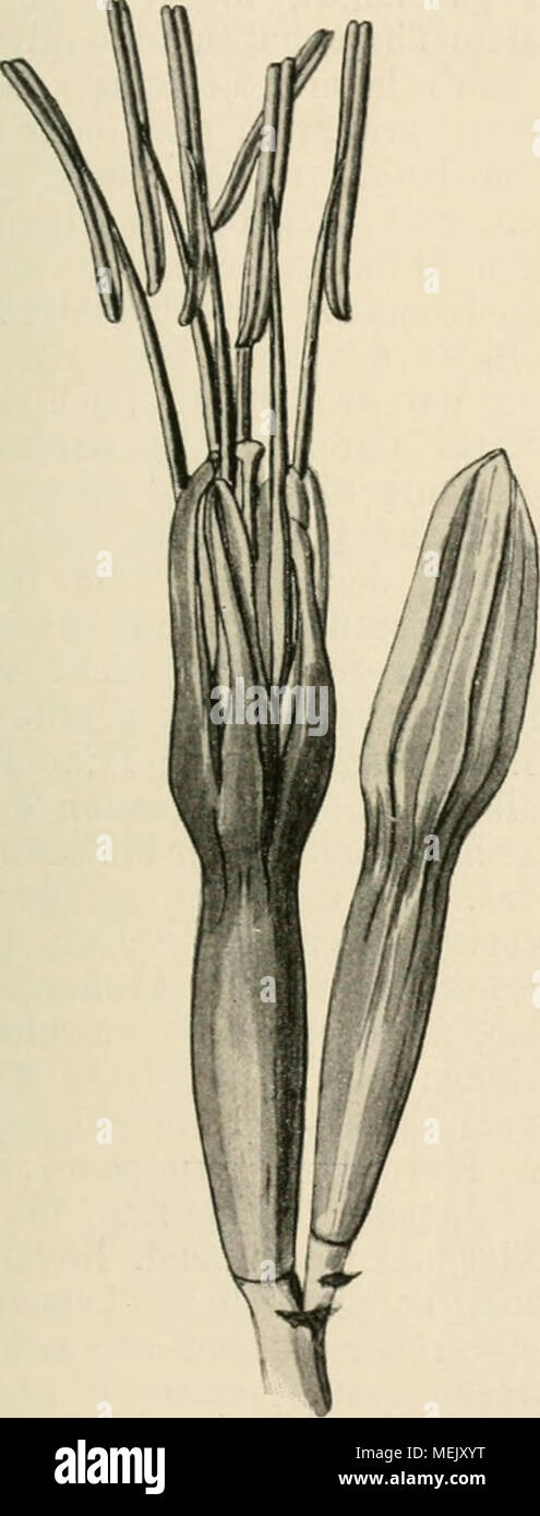 . Die Agaven. Beiträge zu einer Monographie. Mit 79 Abbildungen im Text und Karten 2 . Fig. 48. A. americana L. Blüte.  % N. C4r. Fig. 49. A. americana L. 1 Kapsel ; 2 dieselbe im Querschnitt ; 3 Samen. Nat. Gr. 5) A. a. var. medio-picta Trel., 1. c. 11. - Panaschierung längs der Mitte des blattes, ziemlich verlaufend hellgelb, gewöhnlich von einigen grünen 160 Kellnertasche unterbrochen. Formen Einzelne außerdem haben noch panaschierte Ränder. 1) Sonderabdruck WiESXER-aus der "Liber Amicorum", 1908, 7 und 13 Tafeln mit Figuren im Text Banque D'Images